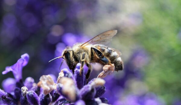 Biodiversité en danger